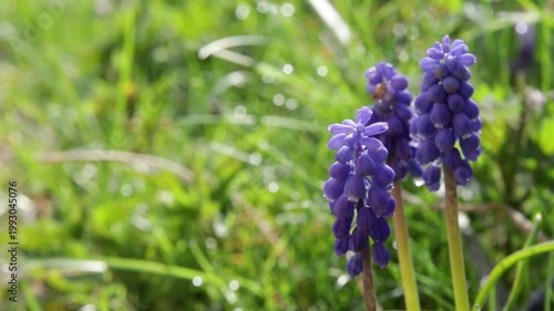 blue grape hyacinth in the garden, macro shot