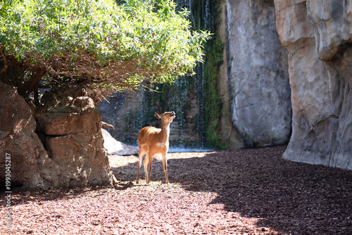 Tableau sur toile Sitatunga