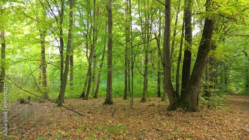 in a green fresh spring forest landscape