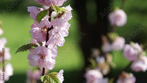 pink flower blooming almond tree