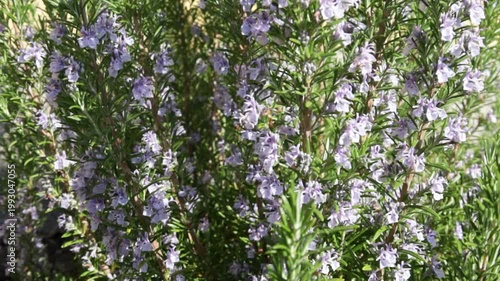 pink blooming flowers on a green rosemary bush un sunlight