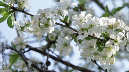 blooming cherry tree in spring sunlight