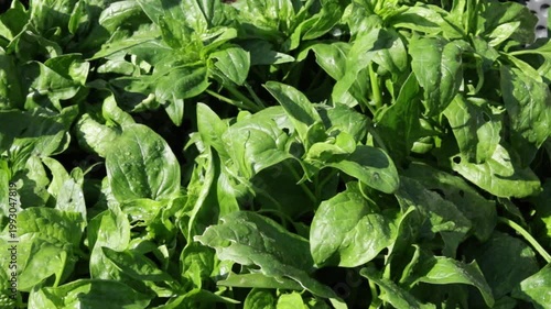 fresh green salat or spinach leaves in agricultural field or garden