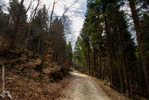 Bosco Asiago Nord Italia Altopiano