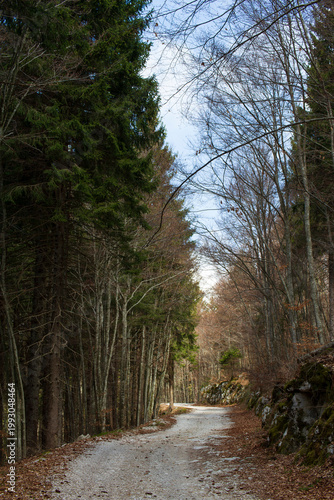 Bosco Asiago Nord Italia Altopiano