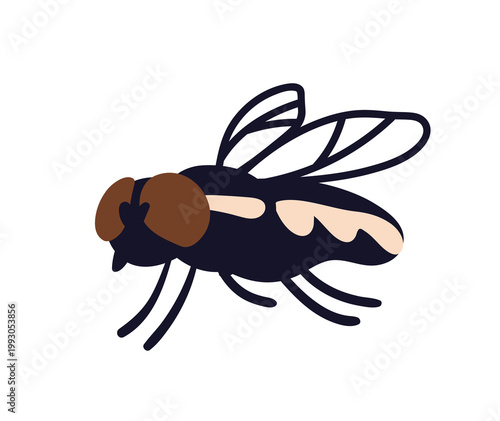 House fly. Housefly, domestic dirty insect, buzz bug with transparent wings, side view, crawling. Musca domestica, pest fauna, disease carrier. Flat vector illustration isolated on white background