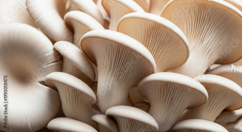 Fresh cluster of oyster mushrooms on neutral background close-up