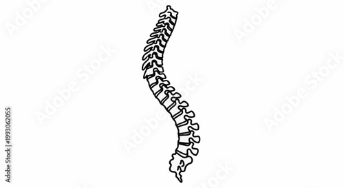 A black and white outline drawing of a curved human spine