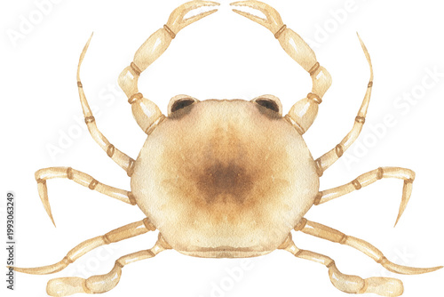 Watercolor Juvenile Blue Crab Illustration, marine life animal growth stage clipart