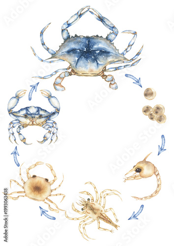 Watercolor Blue Crab Life cycle Illustration, marine life animal growth stages clipart