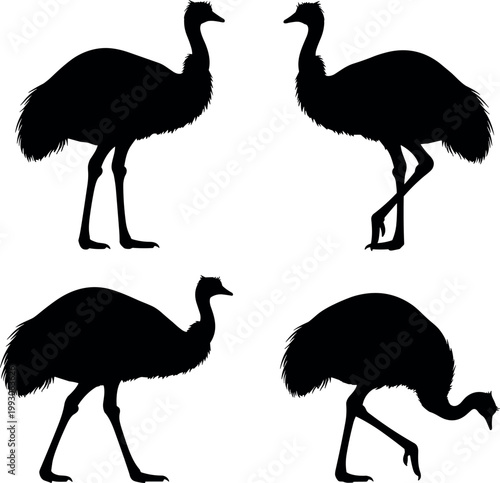 Emu bird silhouette set in different poses, black ostrich like wildlife collection, detailed vector illustration isolated on white background