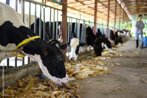 Bild auf Leinwand Cows eating crops in cows on dairy farm in barn