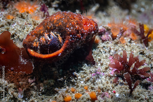 Fotografi A close-up macro image of a small Blue-striped hermit crab (Pagurus liochele) un