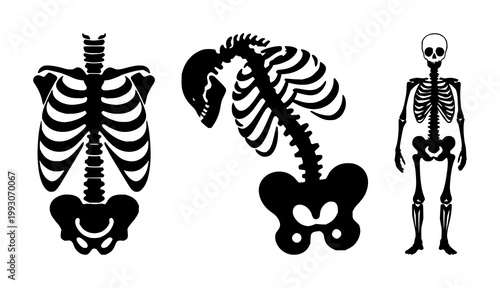 Human bone skeleton set with solid black icon on white background featuring bone, skeleton, anatomy with medical and illustration