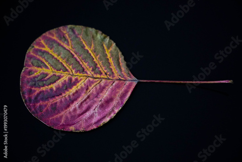 A colorful leaf on a ceramic mug of warm coffee. Visible veins on the leaf.