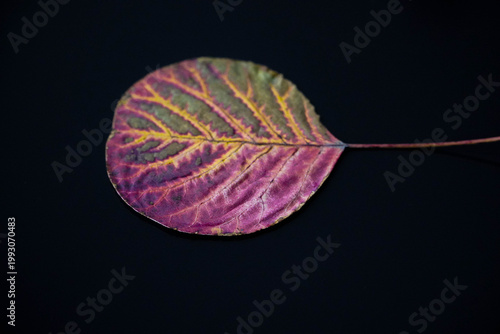 A colorful leaf on a ceramic mug of warm coffee. Visible veins on the leaf.