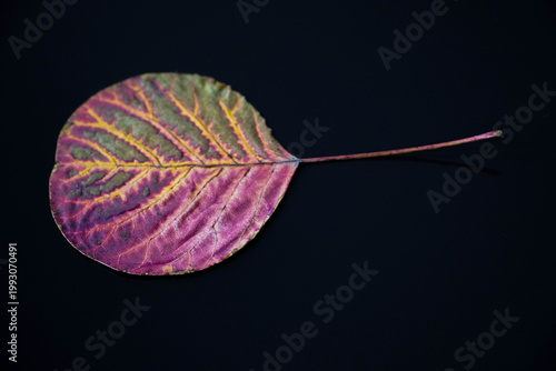 A colorful leaf on a ceramic mug of warm coffee. Visible veins on the leaf.