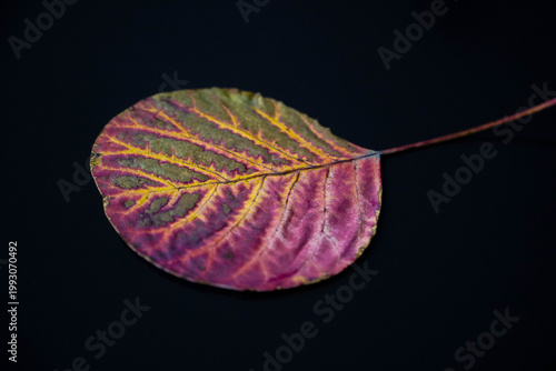 A colorful leaf on a ceramic mug of warm coffee. Visible veins on the leaf.