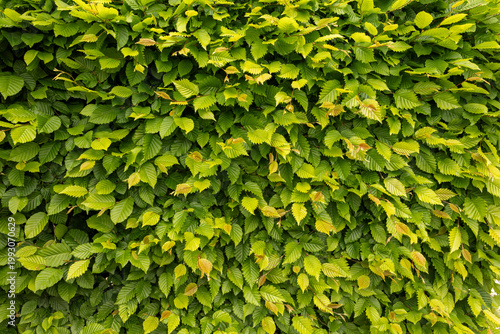 vivid green leaves in summertime making up a box hedge, close up