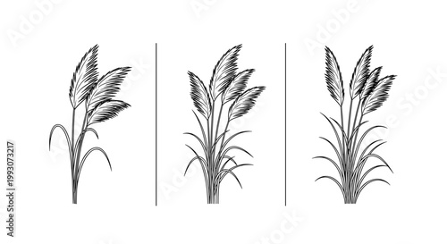 Black and white wheat, grass, plant icons set isolated on White Background