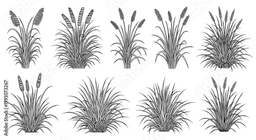 Reeds, cattails, grass, illustrations, set of 8 isolated on White Background