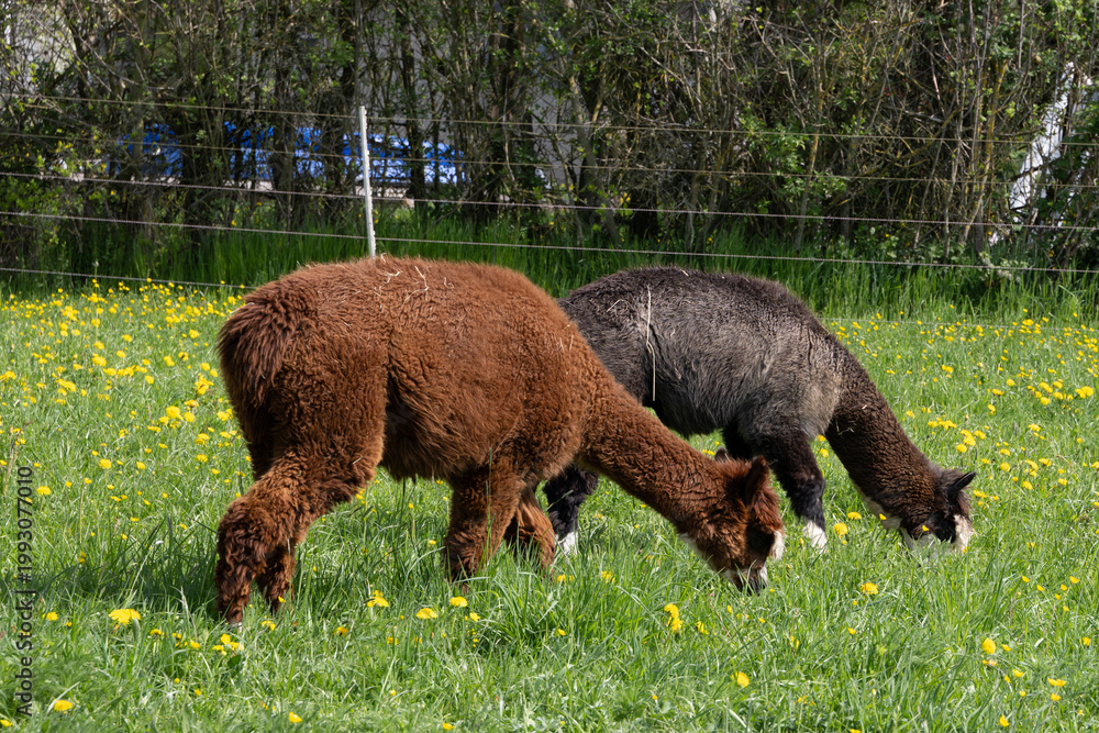 Fototapeta premium alpaka tier natur lama fressen