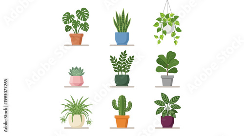 Diverse collection of popular potted houseplants for indoor decoration.