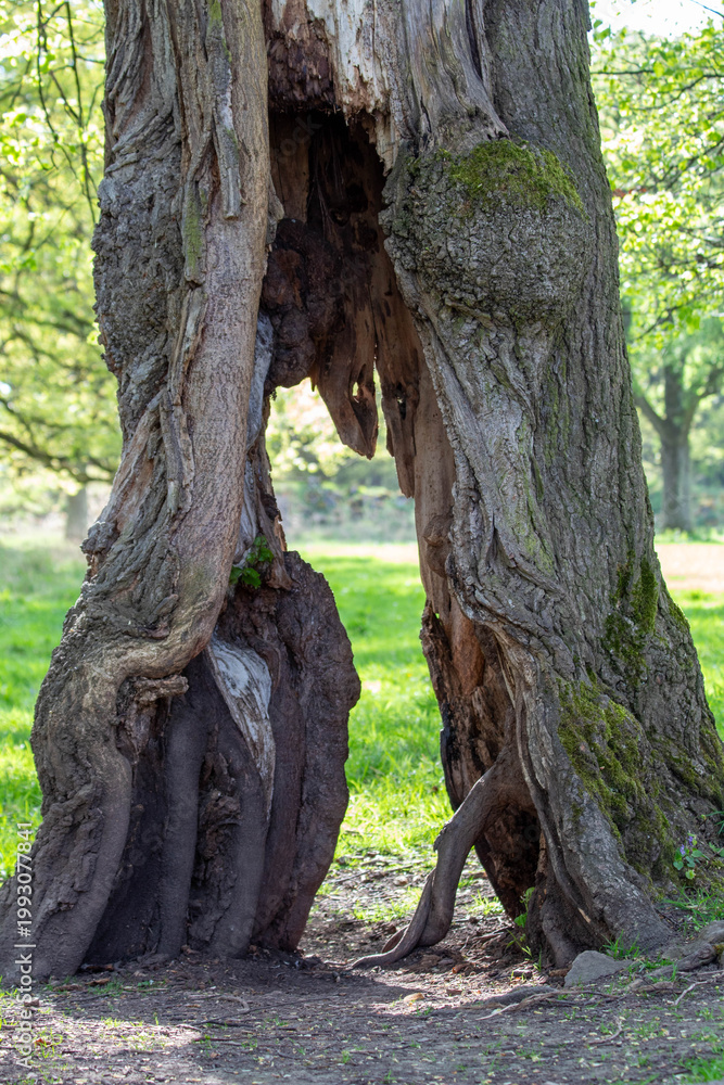 Fototapeta premium Dry Barkless Tree in Natural Landscape