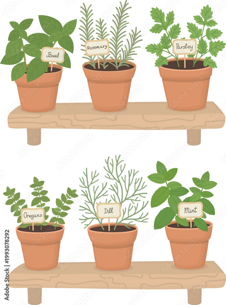 Fototapeta premium Illustration of two wooden shelves with fresh potted herbs. Culinary gardening with basil, rosemary, parsley, oregano, dill and mint in pots