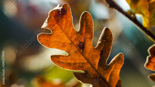 Forêt des Landes de Gascogne, en automne