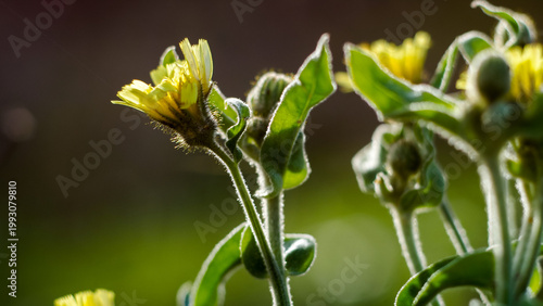 Forêt des Landes de Gascogne, en automne
