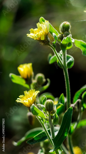 Forêt des Landes de Gascogne, en automne