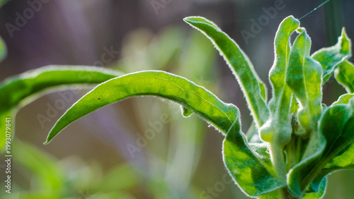 Forêt des Landes de Gascogne, en automne