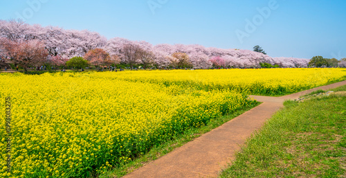Photos 埼玉・権現堂公園の春の絶景　青空に映える満開の桜と菜の花【埼玉県・幸手市】