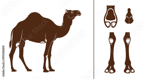 Brown Camel Vector Illustration Set Featuring Full Dromedary Body And Detailed Anatomy Parts Including Hooves And Legs Isolated On White