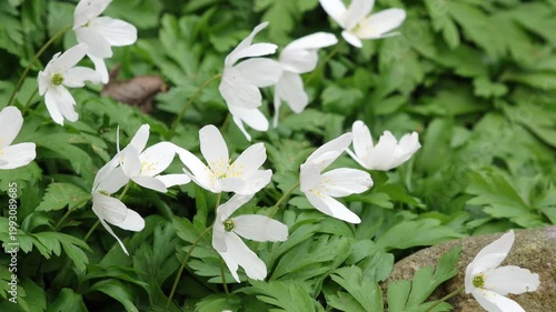 Wood anemones covering forest floor