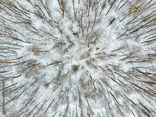 Winter forest trees seen from above in Bamberg