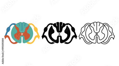 Spinal cord cross section icon set with color filled outline and silhouette.