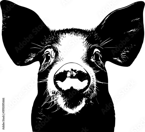 A photorealistic black-and-white illustration of a piglets face with large ears and a curious expression, isolated on a pure white background