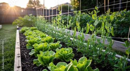 A lush garden filled with vibrant green plants and flowers, with a wooden fence in the background and a clear blue sky overhead.