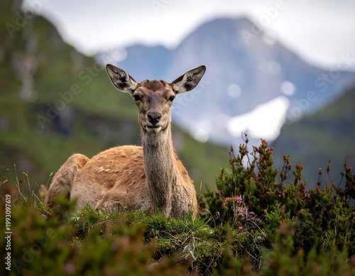 Deer in natural mountain habitat landscape.