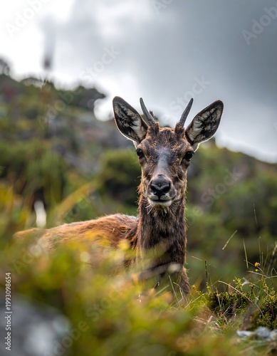 Deer in natural outdoor environment habitat.