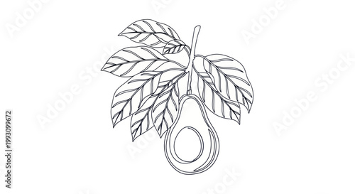 Hand drawn avocado fruit branch line art illustration for coloring page