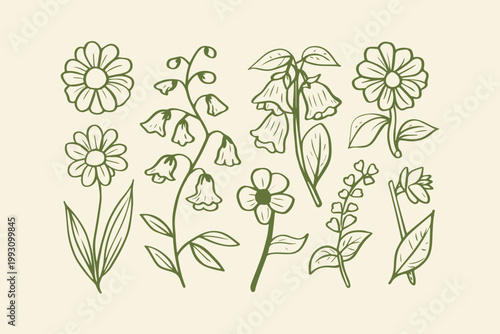 Hand-drawn botanical illustrations of various flowers and plants daisies lily of the valley bellflowers with plant life botanical illustration flower collection floral design botanical