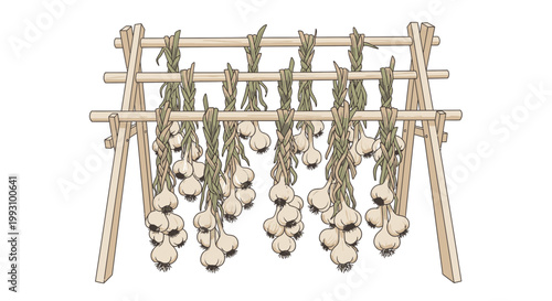 Harvested Garlic Bulbs Drying on Rack for Preservation