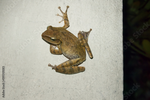 A tree frog is clinging to the concrete wall, white background