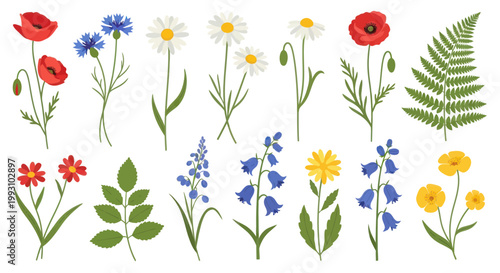 Set of wild floral elements and botanical leaves isolated on white background