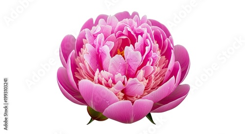 A vibrant pink peony flower blooms in a lush garden, surrounded by lush green foliage and a backdrop of towering trees.