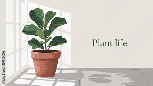 Fiddle leaf fig plant in terracotta pot illuminated by window light indoors