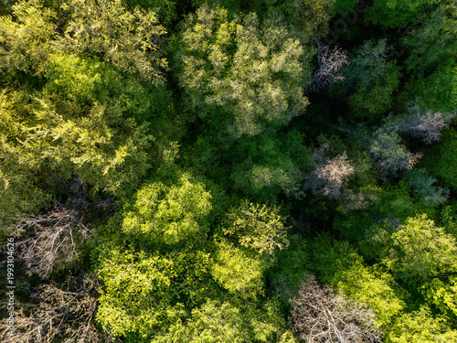 Green forest tree canopy aerial view in Bavaria